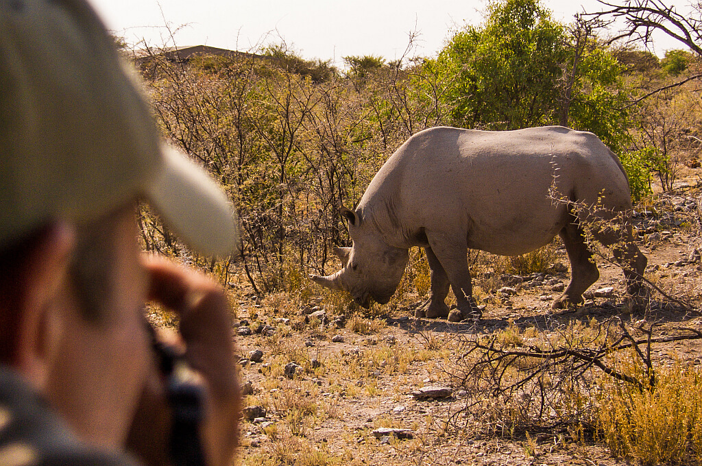Nashorn gesichtet direkt neben dem Safarifahrzeug im Etoscha Nationalpark