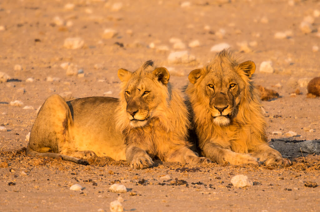 Sichtung zweier junger Löwen Männchen im Etosha Nationalpark