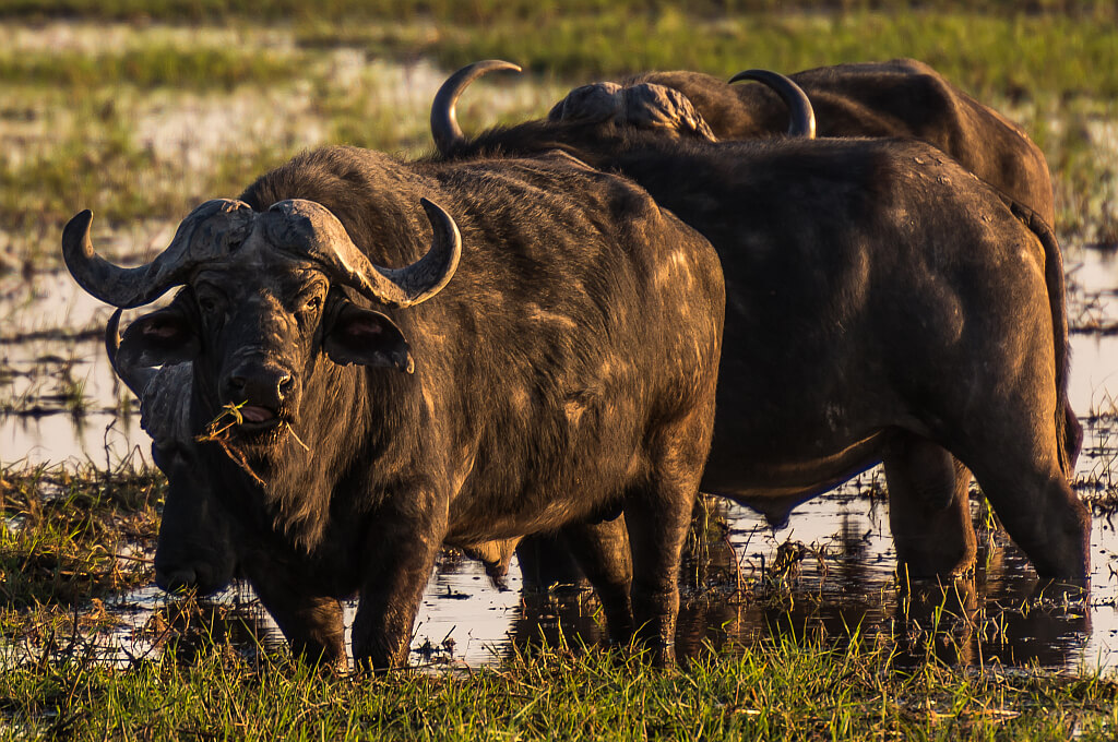 Afrikanische Büffel am Ufer des Okavango in Namibia