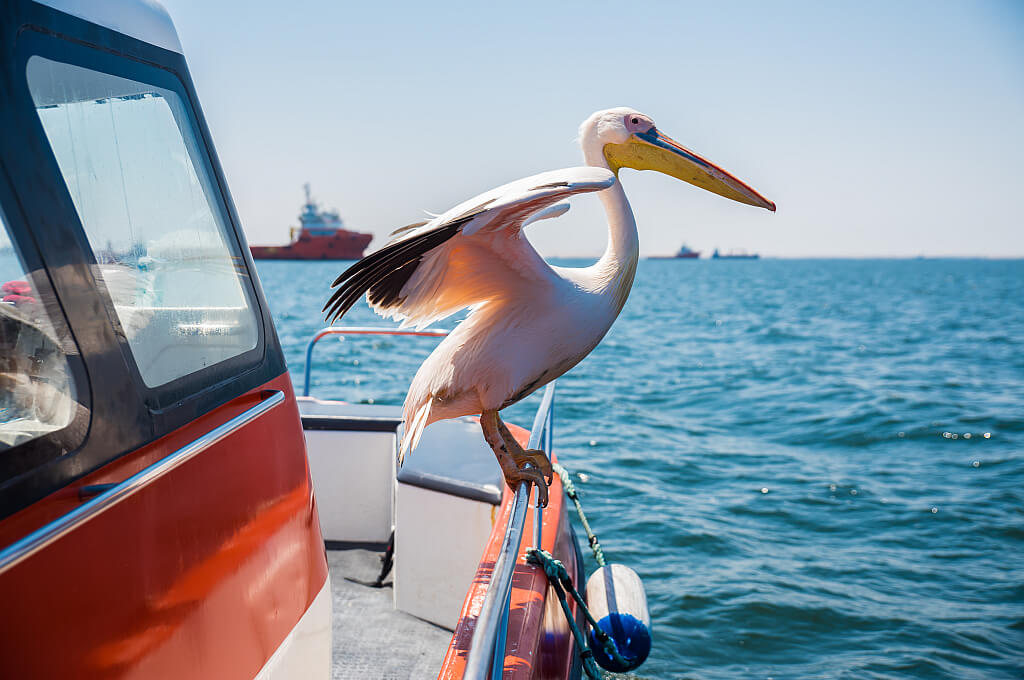 Pelikan während der Bootstour durch die Walfischbucht im Atlantik