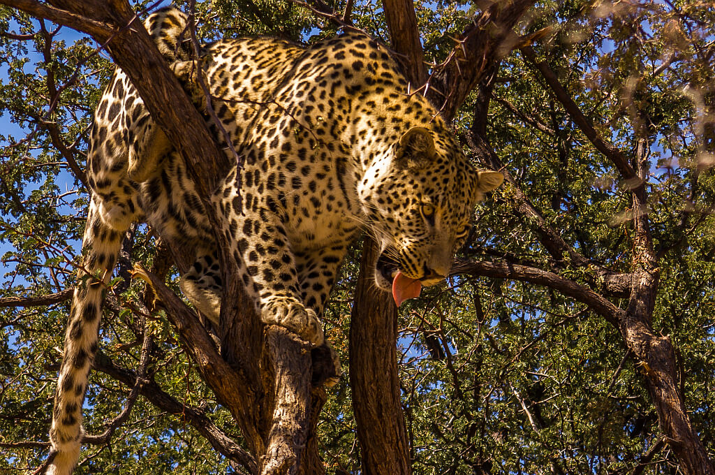 Löwen, Hyänenhunde, Geparden und Leoparden erleben Sie unmittelbar bei der Löwenfarm Harnas