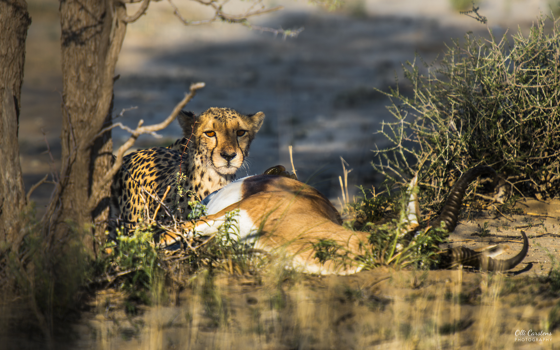 Gepard am Riss! Zeit zu einmaligen Beobachtungen mit Buschmann Safaris. Ein Gepard liegt neben seiner Beute in einer natürlichen Umgebung.