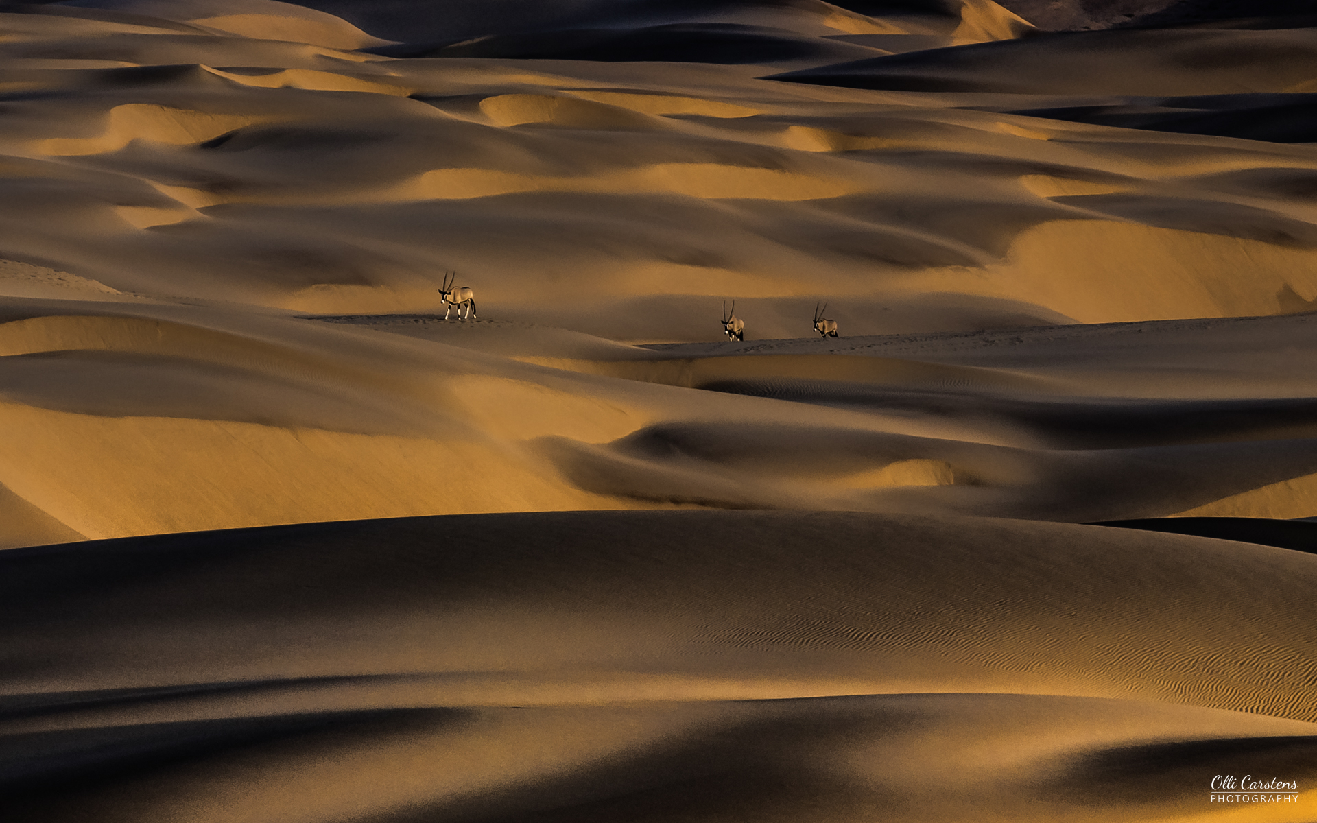 Oryx durchqueren das nördlichste Dünenfeld Namibias. Sanddünen mit sanften Wellen und warmem Licht, die Schatten und Texturen betonen.