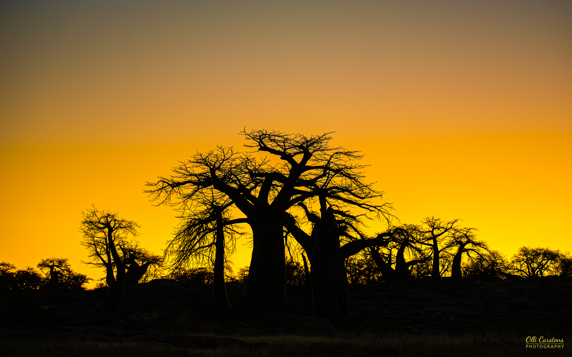 Baobab auf Kubu Island / Botswana. Baobab-Bäume silhouettiert gegen einen farbenfrohen Sonnenuntergangshimmel.