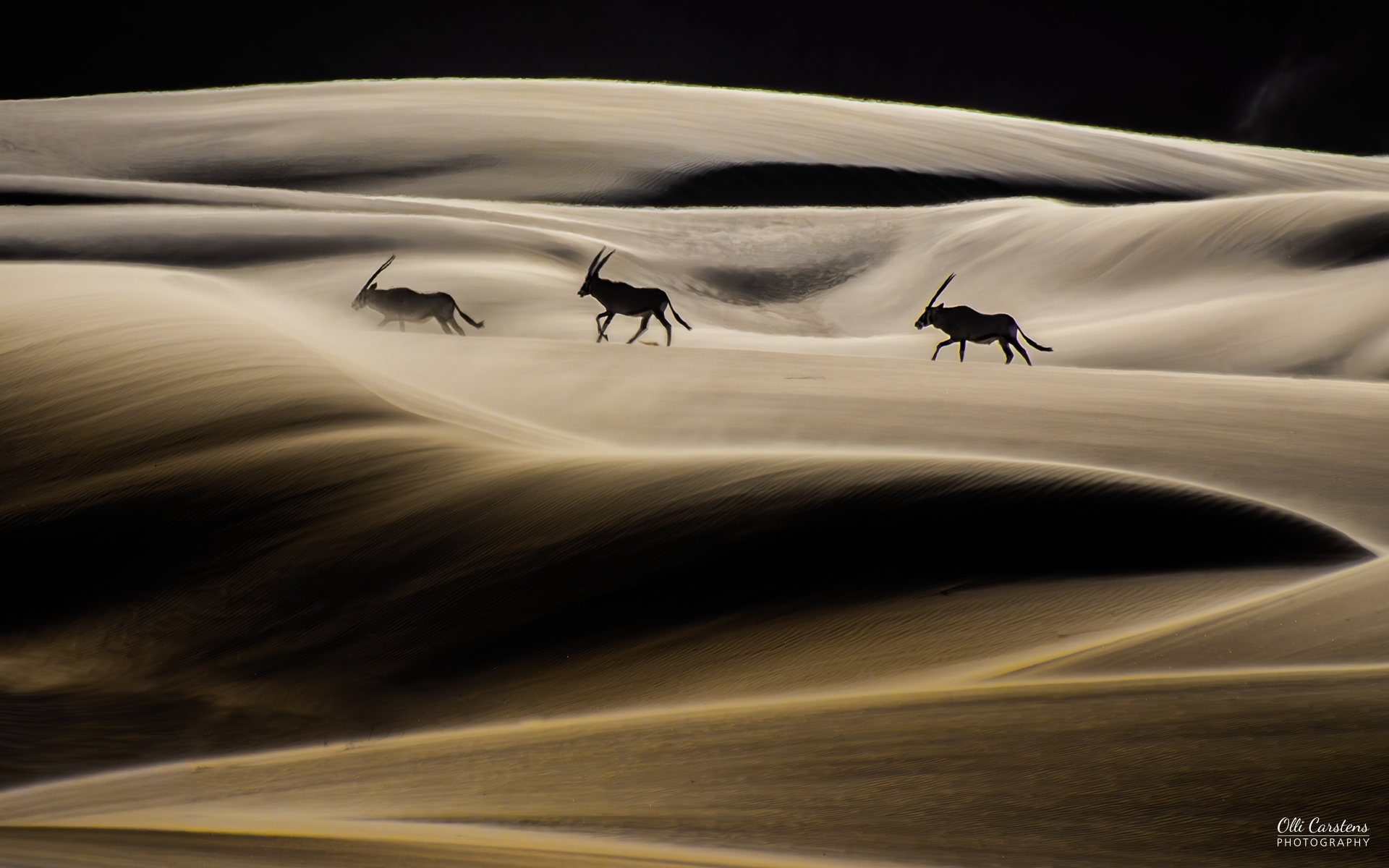 Oryx im Sandsturm im Norden Namibias! Olli Carstens mit Buschmann Safaris inspirieren! Drei Antilopen durchqueren sanfte, sandige Dünen unter einem dunklen Himmel.