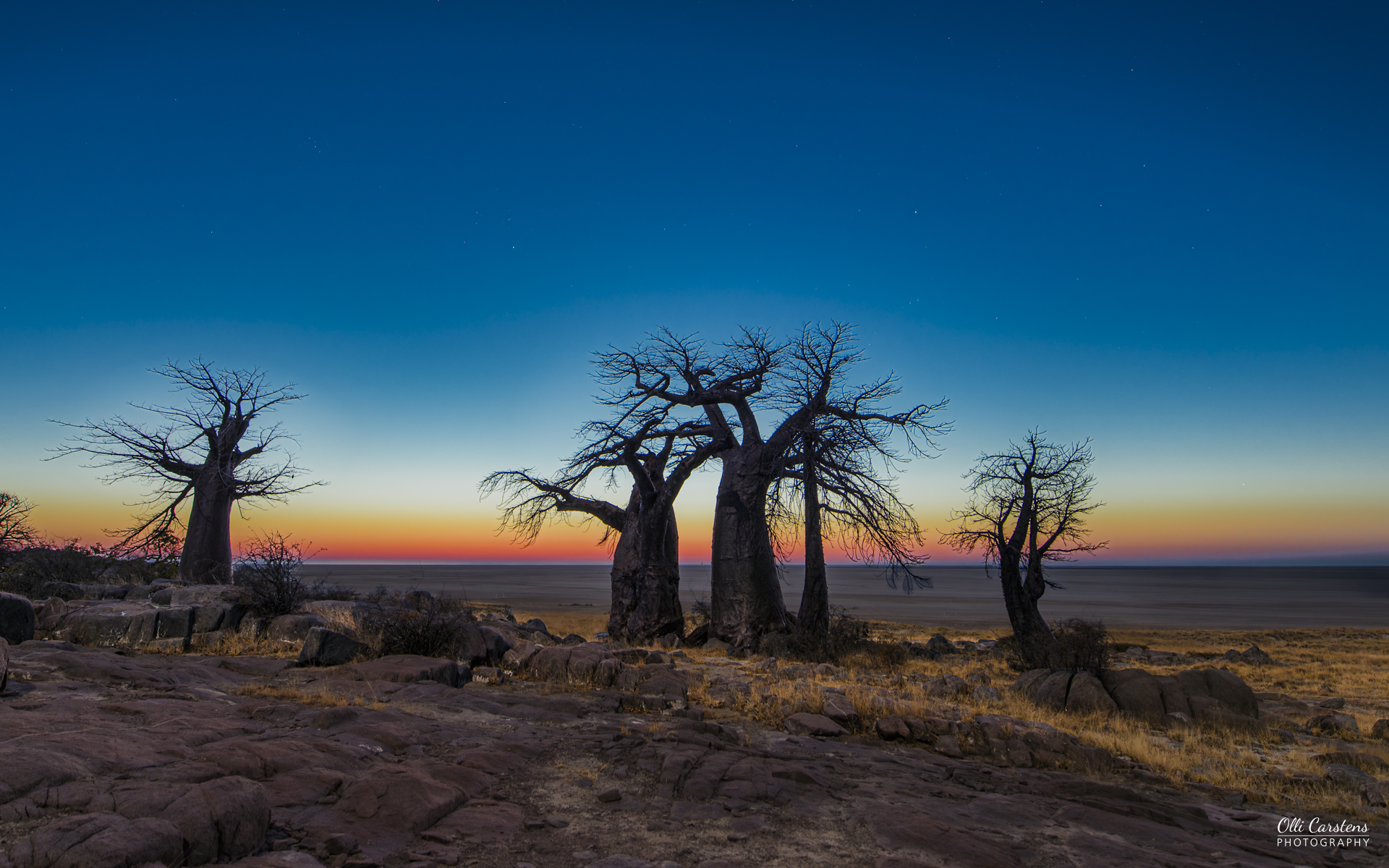 Baobab Bäume im „first Light“ auf Kubu Island. Baobab-Bäume silhouettiert gegen einen farbenfrohen Sonnenuntergang.