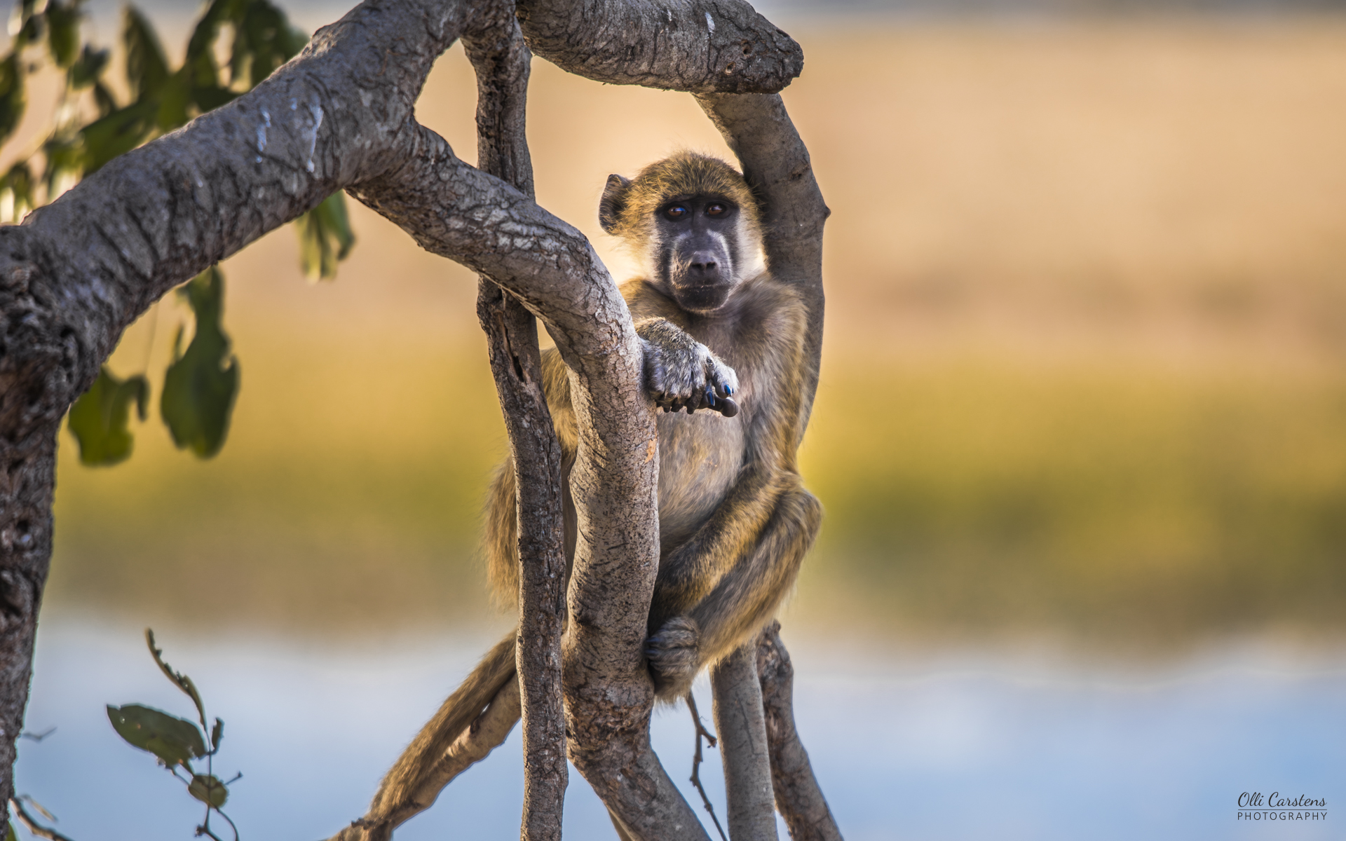 Hautnahe Erlebnisse während Selbstfahrer Safaris mit Buschmann Safaris! Eine Schimpanse sitzt entspannt auf einem Baumast, umgeben von natürlicher Landschaft.